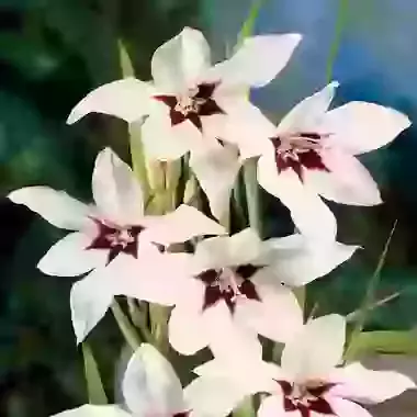 Callianthus Murielae